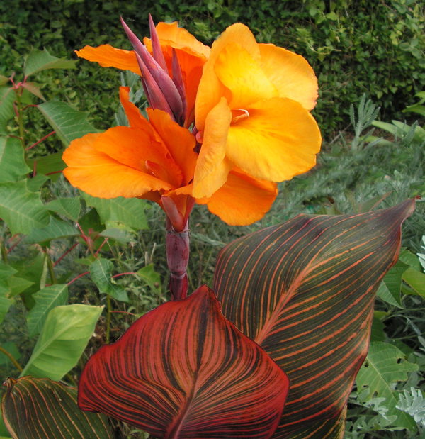 Canna Lily