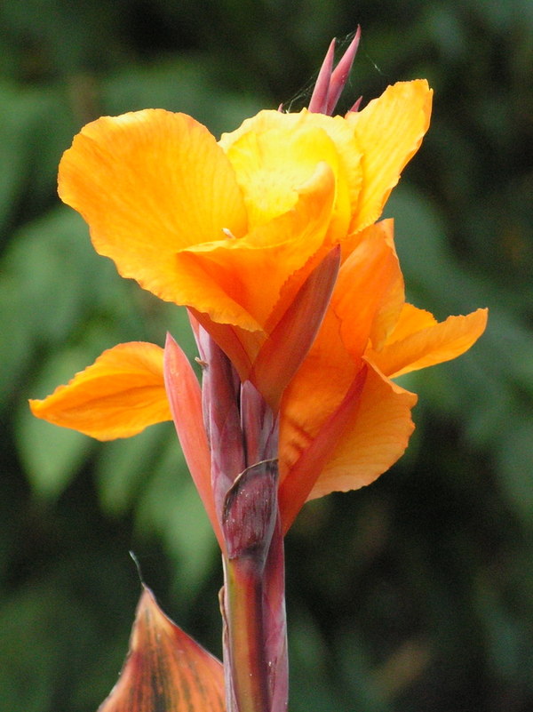 Canna Lily