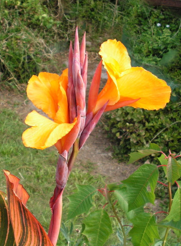 Canna Lily