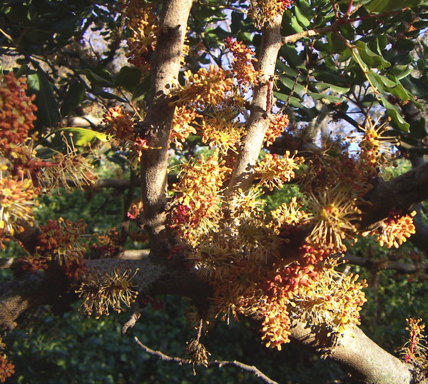 Carob Tree