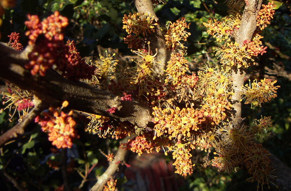 Carob Tree