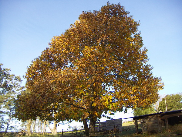 Chestnut Tree