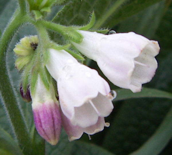 Common Comfrey