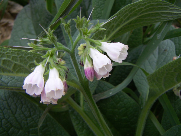 Common Comfrey