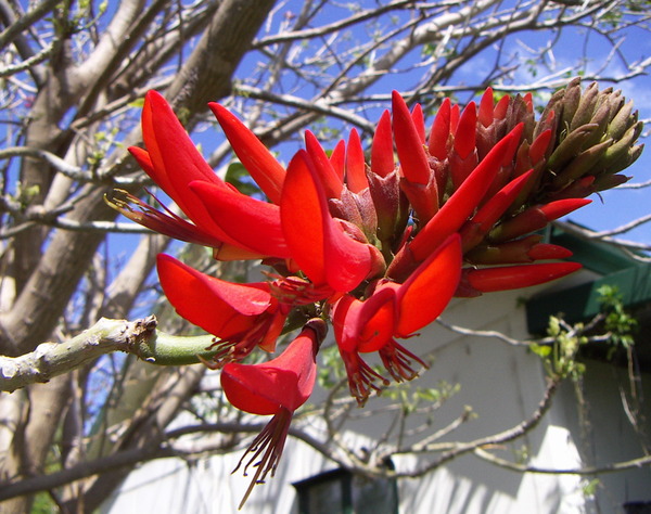 Coral Tree