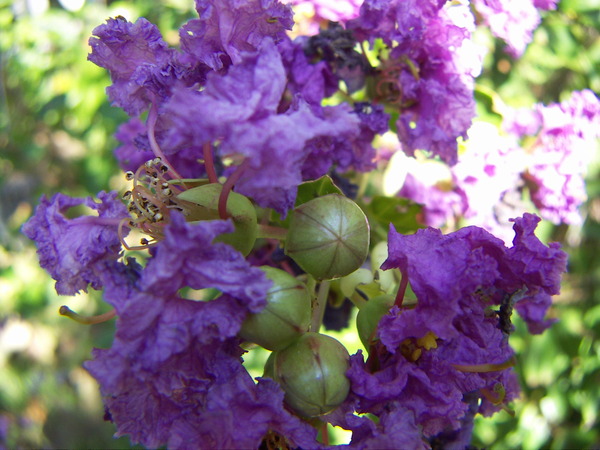 Crepe Myrtle