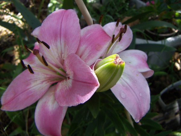 Crinum Lily