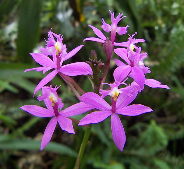 Crucifix Orchid