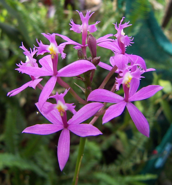 Crucifix Orchid