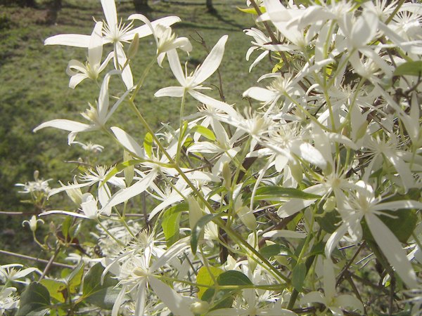 Clematis