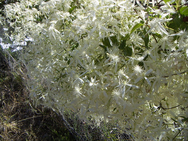 Clematis