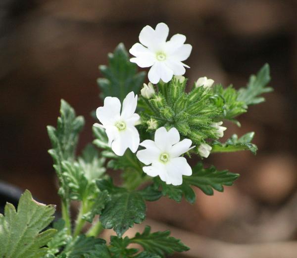 Verbena