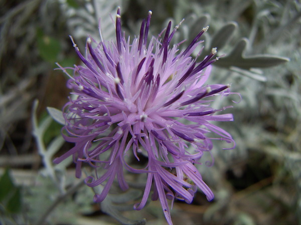 Dusty Miller