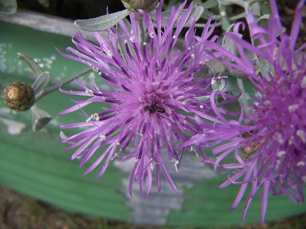 Dusty Miller