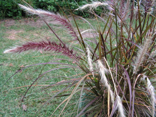 Dwarf Fountain Grass