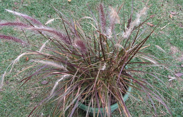 Dwarf Fountain Grass