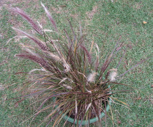 Dwarf Fountain Grass