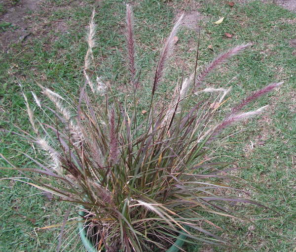 Dwarf Fountain Grass