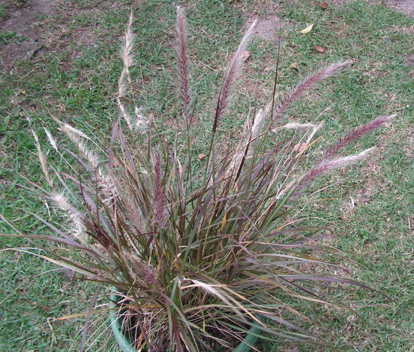 Dwarf Fountain Grass