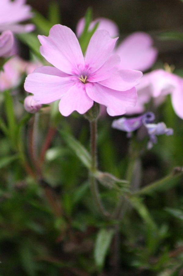 Moss Phlox