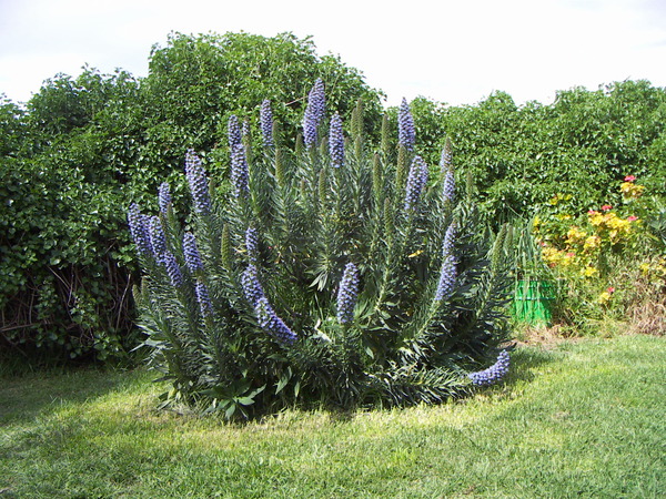 Echium