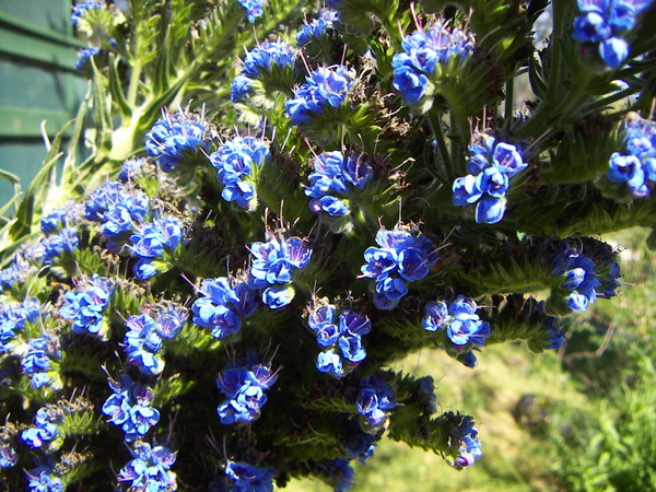 Echium