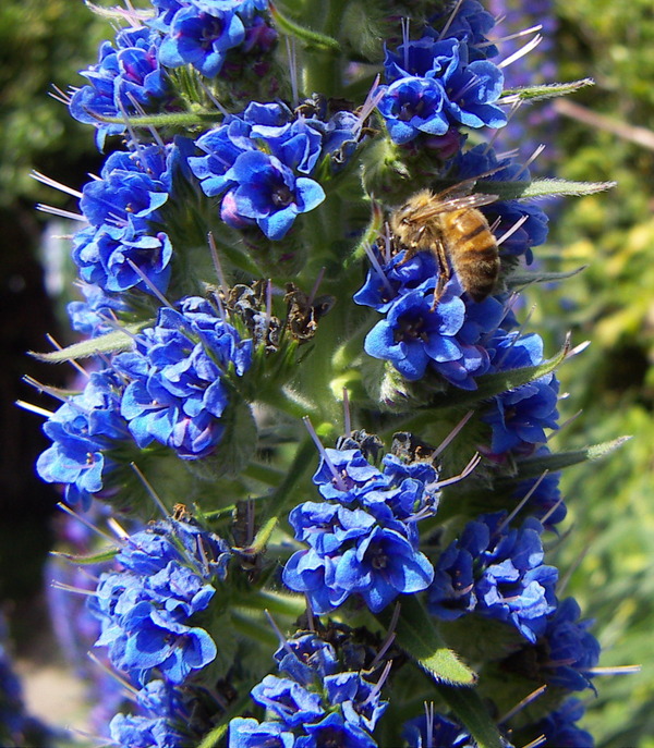 Echium