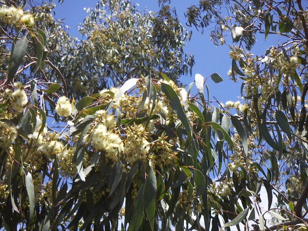 Eucalyptus Tree