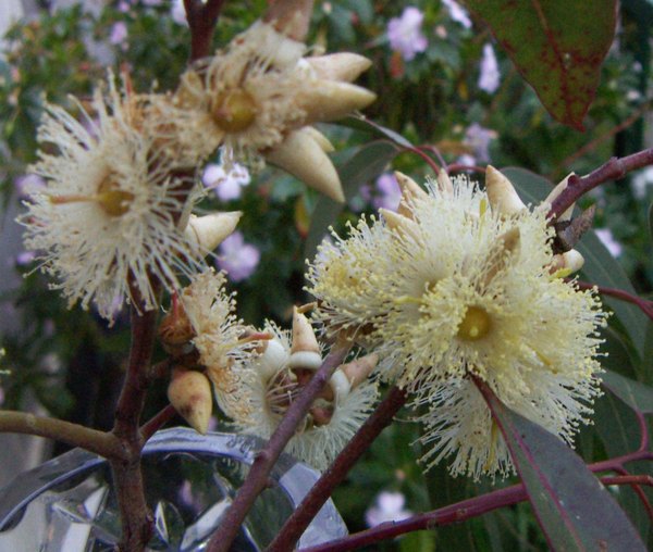 Eucalyptus Tree