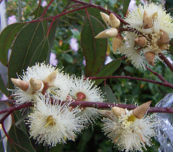 Eucalyptus Tree