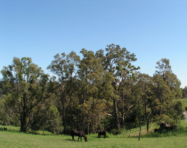 Eucalyptus Tree