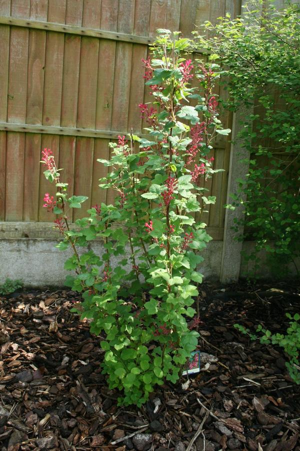 Flowering currant