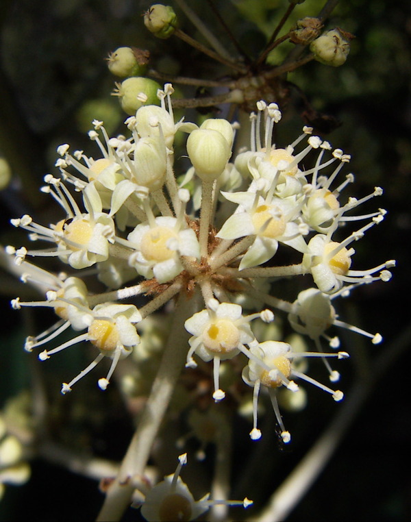 Japonese Aralia