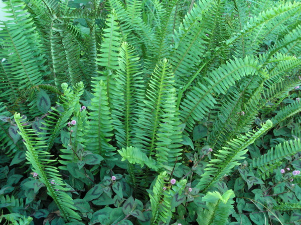 Fishbone Fern