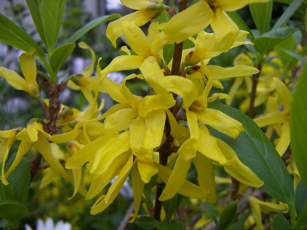 Forsythia