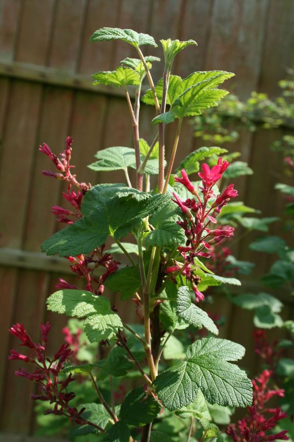 Flowering currant