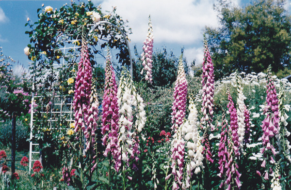 Foxglove