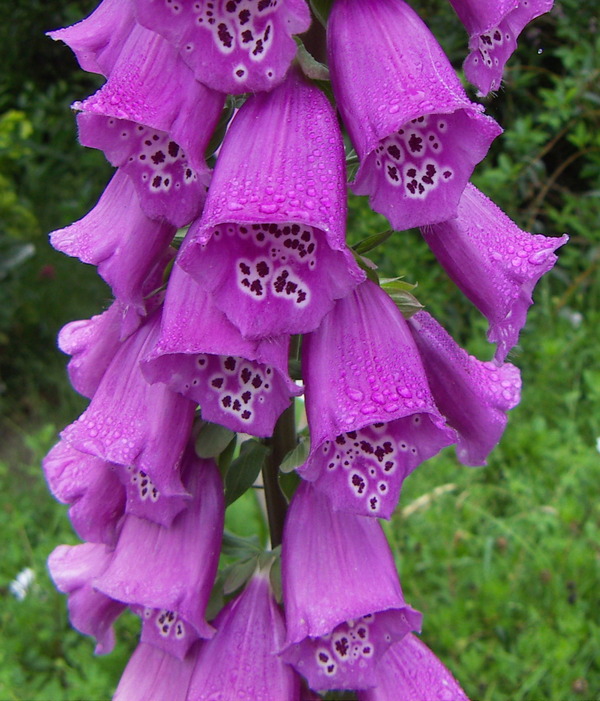 Foxglove