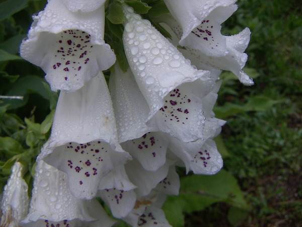 Foxglove