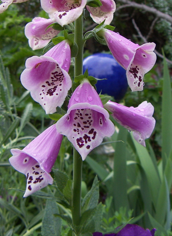 Foxglove