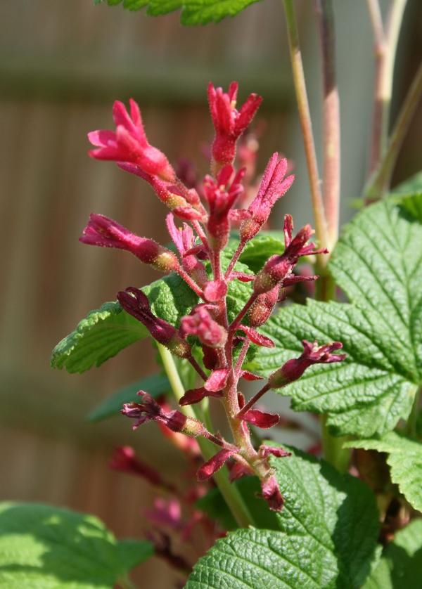 Flowering currant