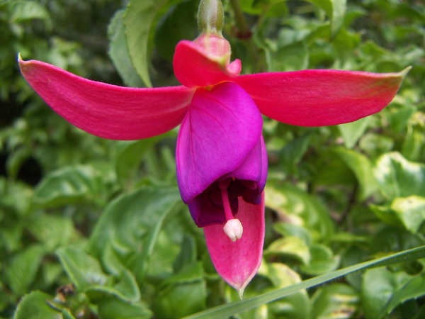 Fuchsia