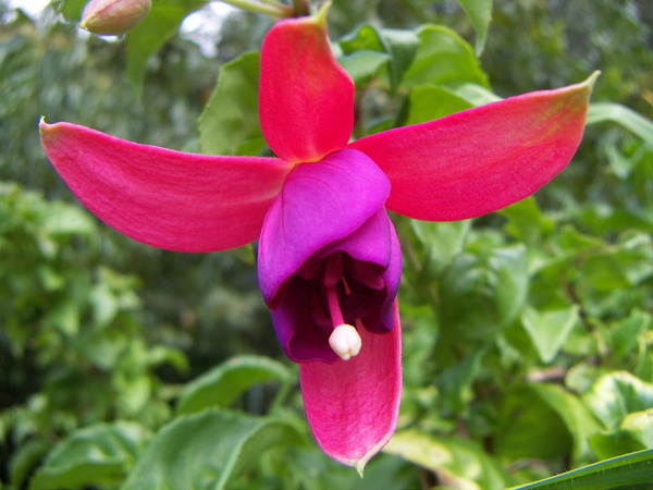 Fuchsia