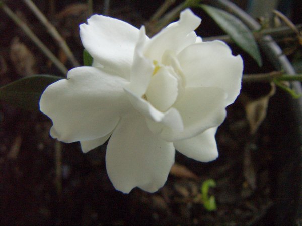 Gardenia