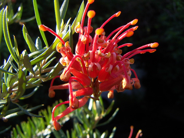 Grevillea