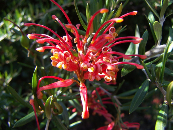 Grevillea