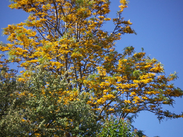 Grevillea Tree