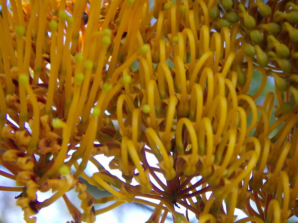 Grevillea Tree