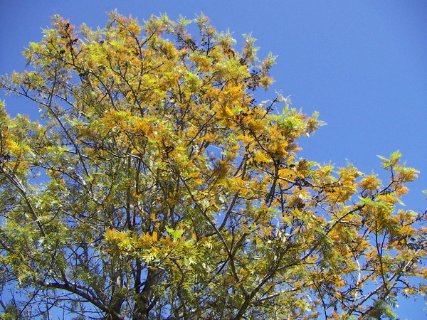 Grevillea Tree