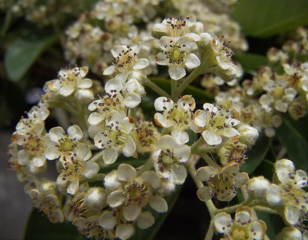 Hawthorn